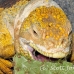 iguana_land_spz_h_0128_ecu1827.jpg